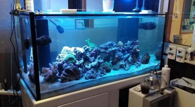 海水水槽(サンゴ水槽)設置